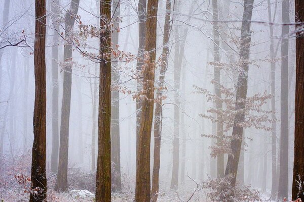 Forest trees in frosted frost