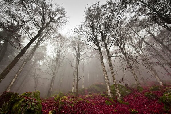 Bare treetops in late autumn in fog against a gray sky