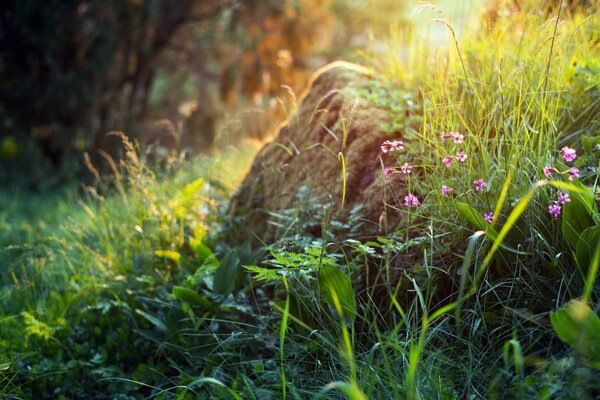 Gras und Blumen am Sommermorgen