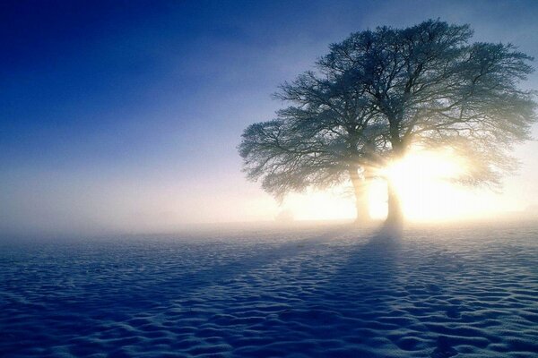 Albero invernale su uno sfondo di neve infinita