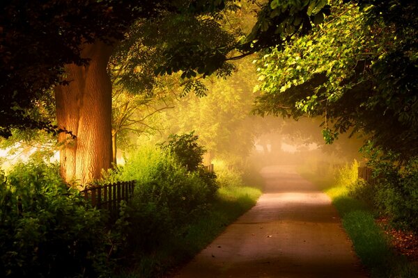 Colorful forest with a path surrounded by trees