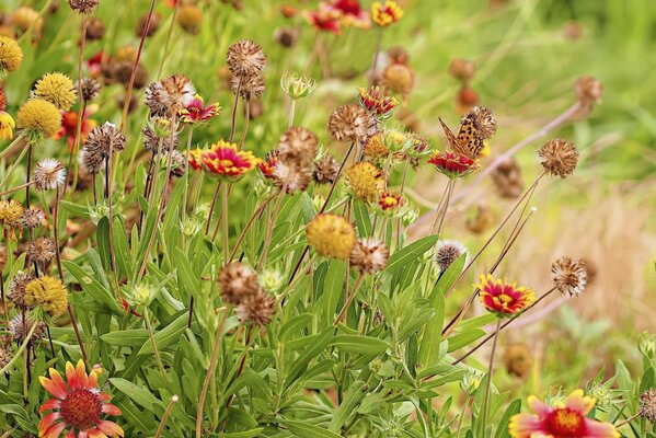 Flores con mariposas en un claro en verano