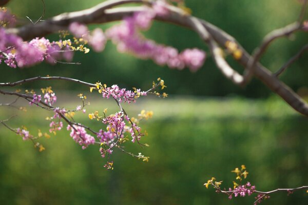 Branche d arbre en fleurs au printemps