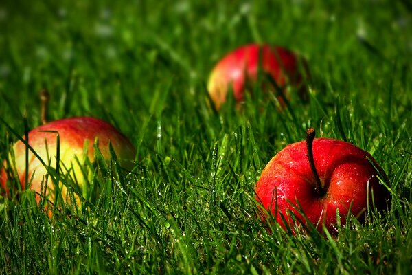 Pommes sur l herbe, pommes rouges