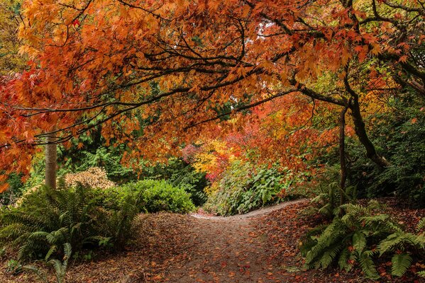 Herbstliches Naturschutzgebiet. Vergilbte Blätter am Baum