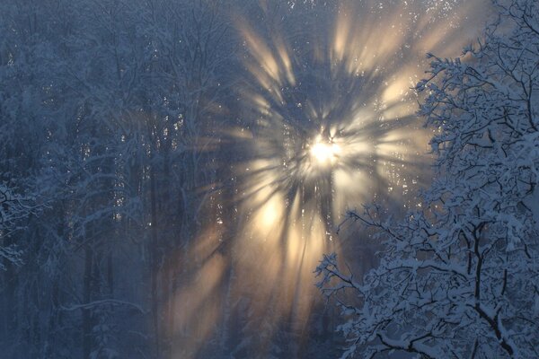 Frost und Sonne im Winter in Lettland