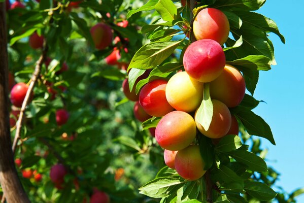 Fruta de ciruela madura en el Jardín de primavera