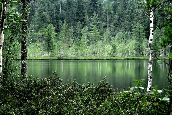 Forest trees are reflected in the water