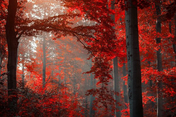 Árboles altos en el bosque bajo el sol