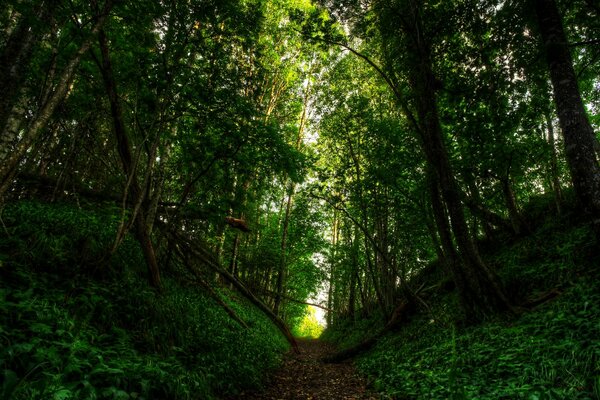 Was könnte besser sein, wenn man im Wald spazieren geht