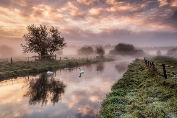 Swans floating on the lake at dawn