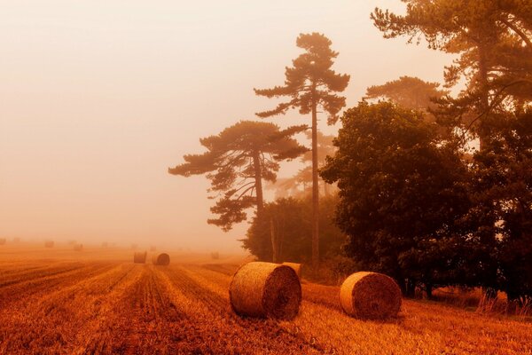 Heuhaufen auf einem Feld im Nebel