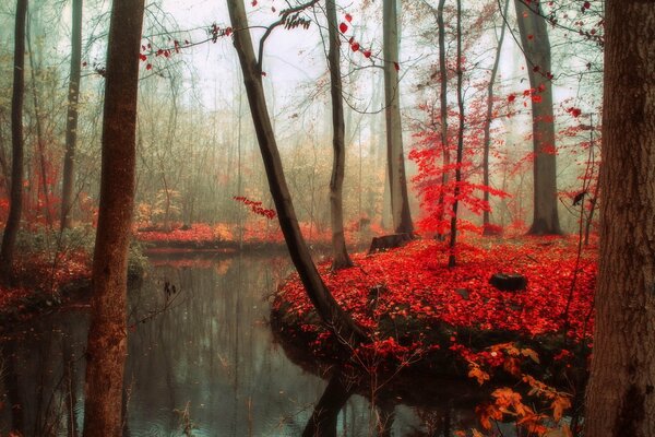 Palude d autunno nella foresta