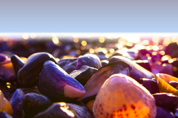 Seashells on the seashore in the sun