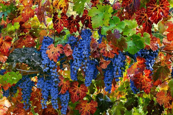 Un alboroto de colores brillantes. Uvas jugosas y hojas variadas