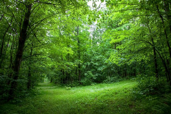 Der grüne Waldrand des Sommers