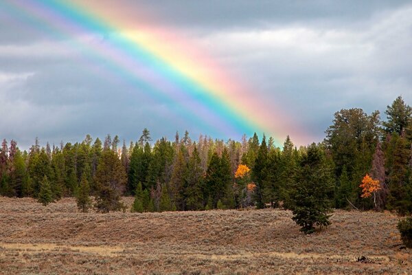 Regenbogen im bewölkten Himmel im Wald