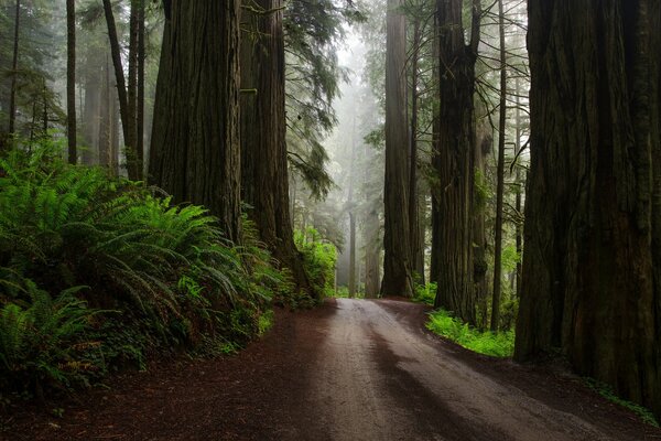 Route après la pluie dans la forêt des États-Unis