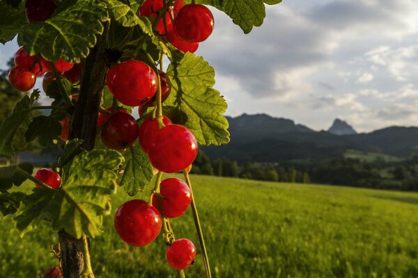 Grosse grappe de groseilles rouges