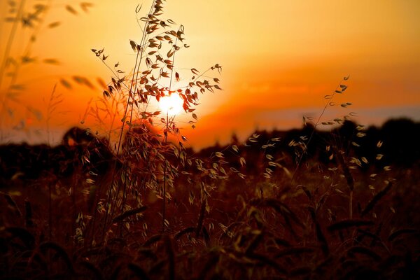 Coucher de soleil soleil été