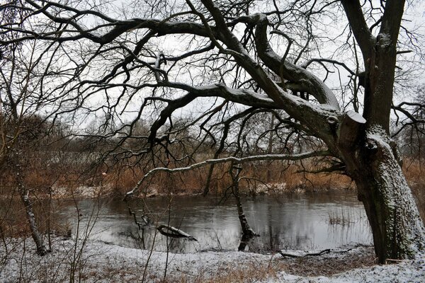 Ein nackter Baum am Ufer des Winterflusses