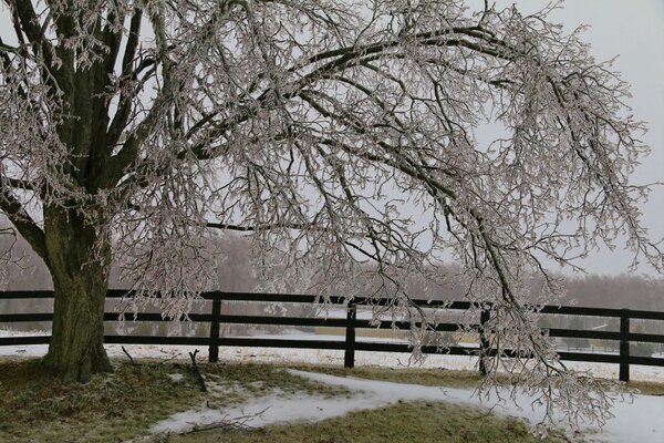 Albero innevato che si piega sopra la recinzione