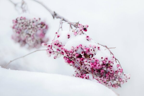 Baies roses sur neige blanche