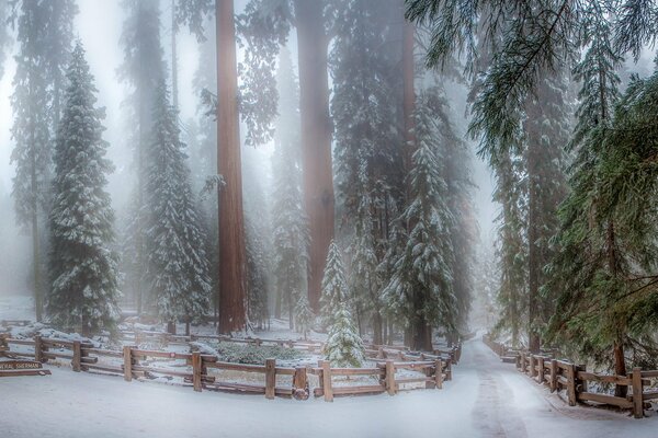 Spruce forest. Coniferous giants. Century -old forest