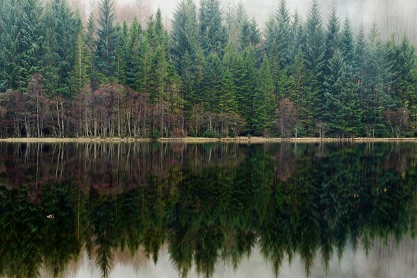 Pine forest in the reflection of the lake