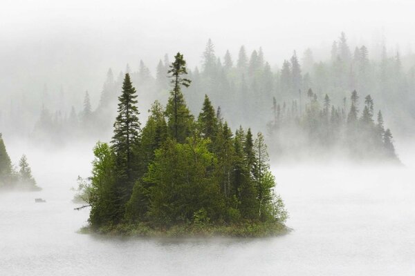 Forêt près du lac dans le brouillard