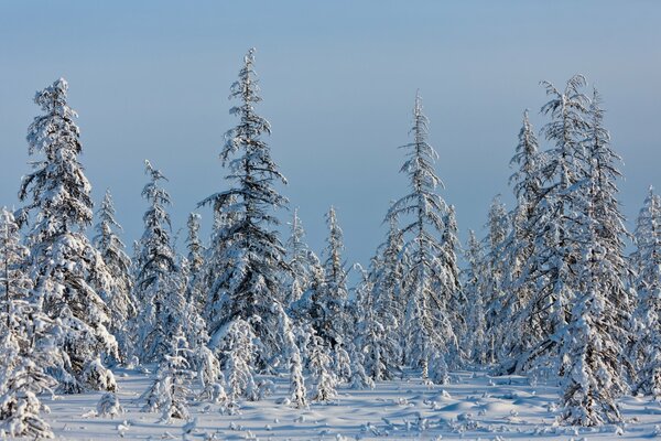 Sapins d hiver dans le givre moelleux