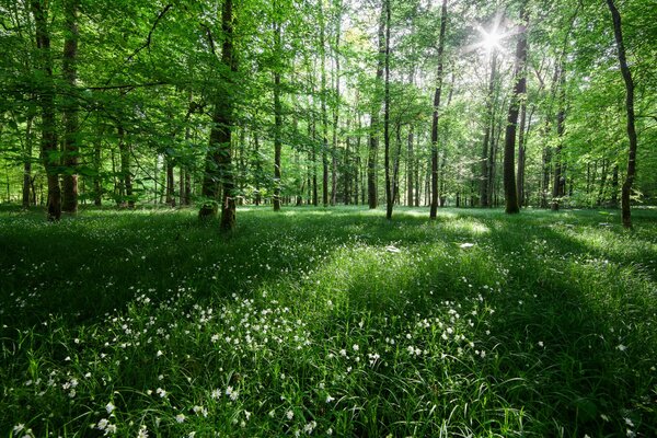 Grüner Wald mit weißen blühenden Blumen