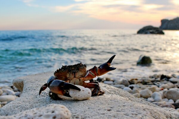 Schicke Krabbe am Sandstrand