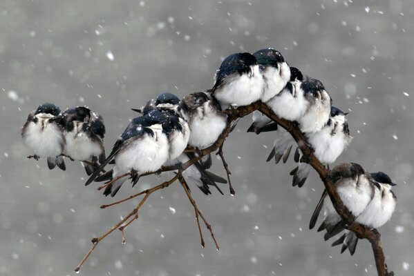 Eine Herde von Vögeln drückt sich auf einem Ast unter dem fallenden Schnee aneinander, um sich warm zu halten