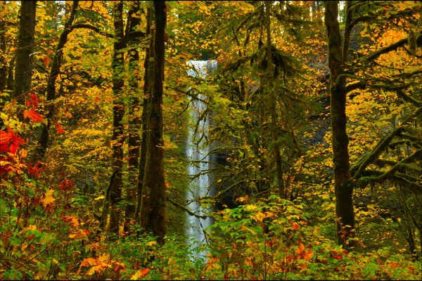 Vista della cascata dalla foresta autunnale