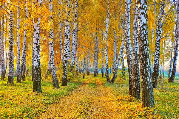 Herbstlandschaft Natur Birke mit gelben Blättern