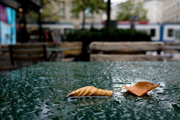 Two dry autumn leaves lie on the rain-soaked table of an outdoor cafe