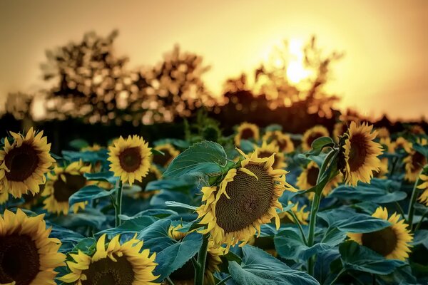 Un campo de girasoles en medio de una brillante puesta de sol en un tranquilo día de verano