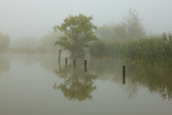 Matin brumeux, roseaux, lac