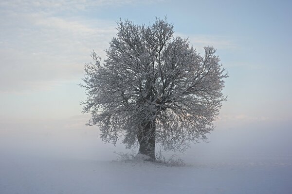 Paesaggio invernale, albero nella neve