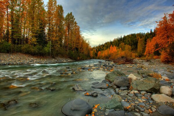 Alaska De Otoño. Bosque, río