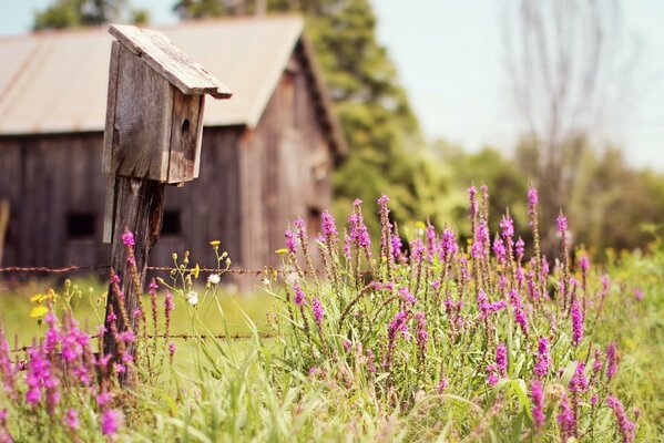 Helle Wildblumen auf dem Hintergrund eines Holzhauses