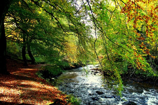 Une belle clairière pour se détendre 