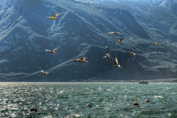 Möwen fliegen über dem Meer vor dem Hintergrund der Berge