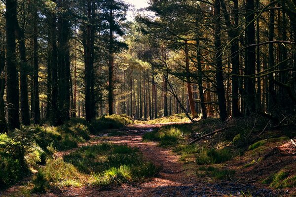 Passeggiata lungo il sentiero nella pineta