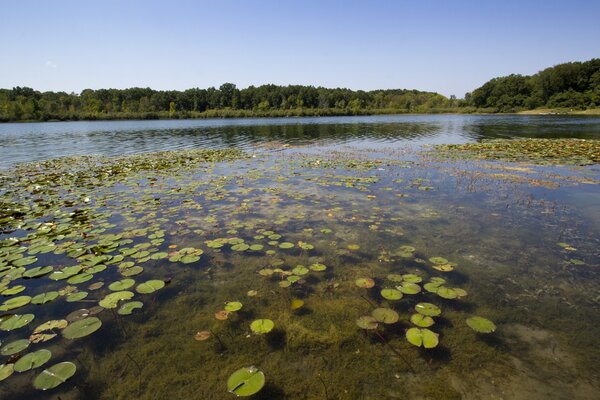 Zarośnięty staw z wieloma liliami wodnymi