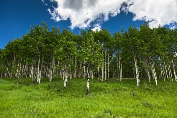 Foresta di betulle snella tra fitta erba verde sotto cielo azzurro e nuvole