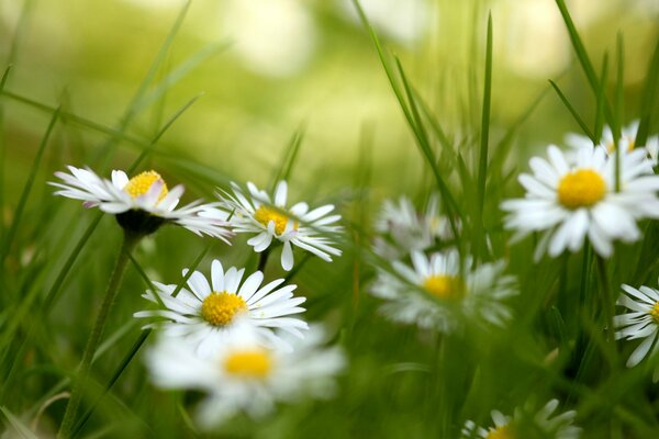 Kamille unter Gras