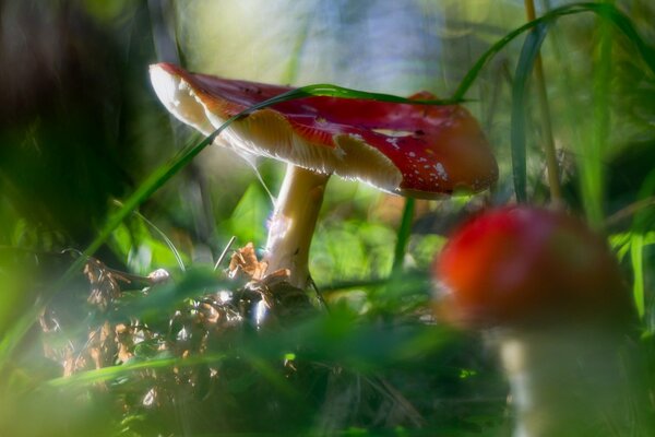 Il y a beaucoup de champignons différents dans la forêt en automne