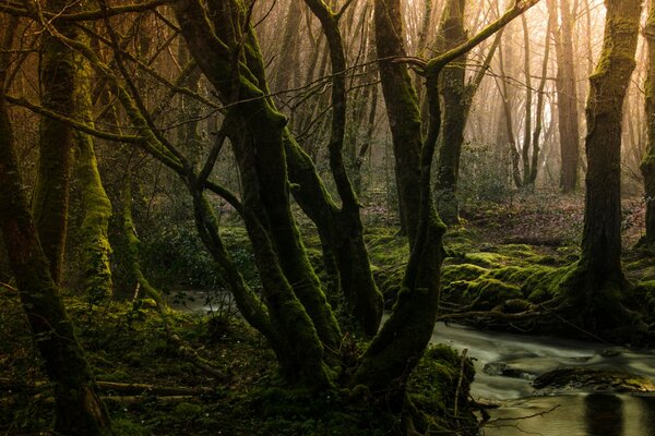 Ein Bach in einem dumpfen Wald. Moos auf Bäumen